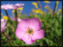 Dainthus sylvestris, Stein-Nelke