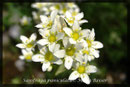 Saxifraga paniculata, Trauben-Steinbrech 1