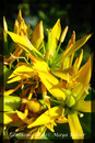 Gentiana lutea, Gelber Enzian