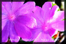 Primula integrifolia, Ganzblättrige Primel