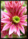 Sempervivum arachnoideum, Spinnweb-Hauswurz