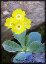 Primula auricula, Aurikel