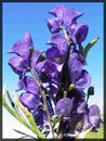 Aconitum napellus, Blauer Eisenhut 1