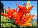 Lilium bulbiferum, Feuerlilie