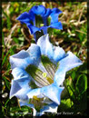 Gentiana acaulis, Koch'scher Enzian