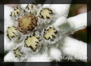 Leontopodium alpinum, Edelweiss Makro