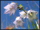Campanula barbata, Bärtige Glockenblume