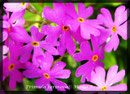 Primula farinosa, Mehl-Primel 1