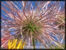 Pulsatilla alpina, Alpen-Anemone, Samenstand