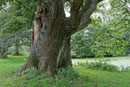 Eiche im Schlosspark in Gadow