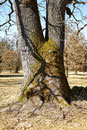 Eiche im Eichelgarten Forstenrieder Park