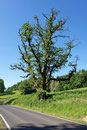Eiche bei Willingshausen