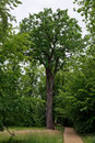Eiche im Schlosspark Lützschena in Leipzig