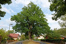 Friedenseiche in Eichwalde
