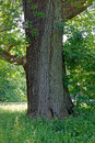 Eiche Berner Park Hamburg