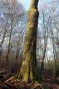 Eiche in der Unteren Fasanerie bei Klein-Auheim