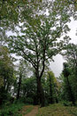 Eiche im Schlosspark Kropstädt