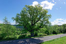 Friedenseiche bei Rudersberg
