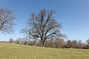 Eiche am Schlossberg bei Eurasburg