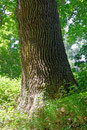 Eiche Totenredder
