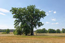 Zwillingseiche in Schuhlen