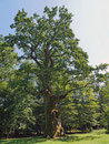 Hammundeseiche bei Friedewald