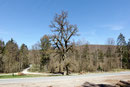 Alte Eiche bei Lindenfurt