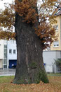 Das Eichle in Schönaich