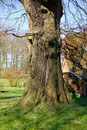 Eiche beim Harzhof
