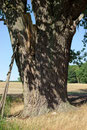 Eiche bei Dalwitz