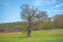 Eiche bei Schafhausen