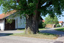 Eiche in Eiting