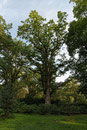 Eiche im Schlosspark Hasenwinkel