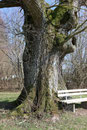 Eiche bei Gammersfeld