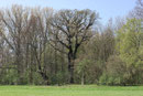 Königseiche bei Koldingen