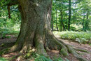 Rapp-Eiche im Urwald Sababurg