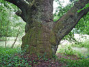 Eiche im Specker Schlosspark bei Speck