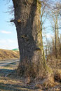 Eiche beim Gut Ludwigsruhe bei Langenburg