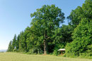 Alte Eiche auf dem Boxberg bei Uelleben