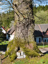 Goethe-Eiche in Silkerode