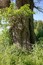 Eiche bei Willingshausen