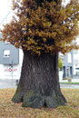 Das Eichle in Schönaich