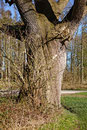Eiche bei Wulfshagenerhütte
