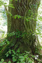 Eiche im Urwald Sababurg