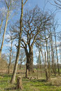 Eiche bei Bothkamp