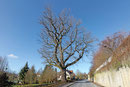 Eiche in Tüschnitz