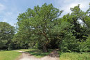 St. Georgs-Eiche bei Marterberg