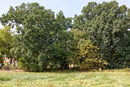 Eiche Krügersdorf