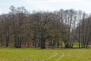 Eiche Hirschpark