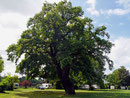 Eiche auf dem Campingplatz in Hattenheim